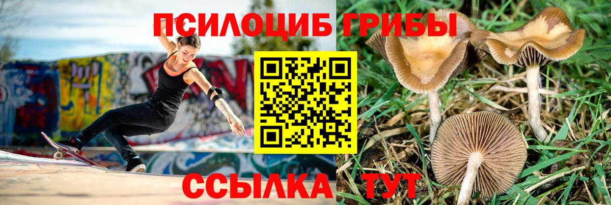 Псилоцибиновые грибы Psilocybe Новочеркасск